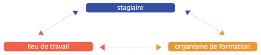 Schéma présentant les acteurs clés du tutorat des stagiaires, à savoir le ou la stagiaire, le lieu de travail et l'organisme de formation. 